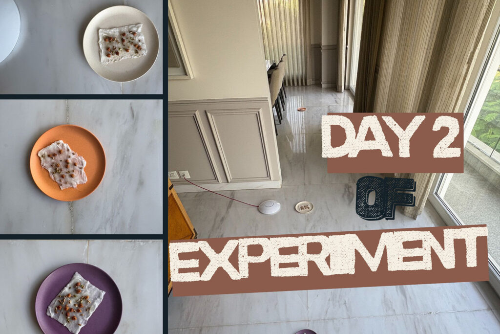 Day 2 image - EMF WiFi router experiment Day 2 results showing three colored plates with lentil sprouts at different distances from router