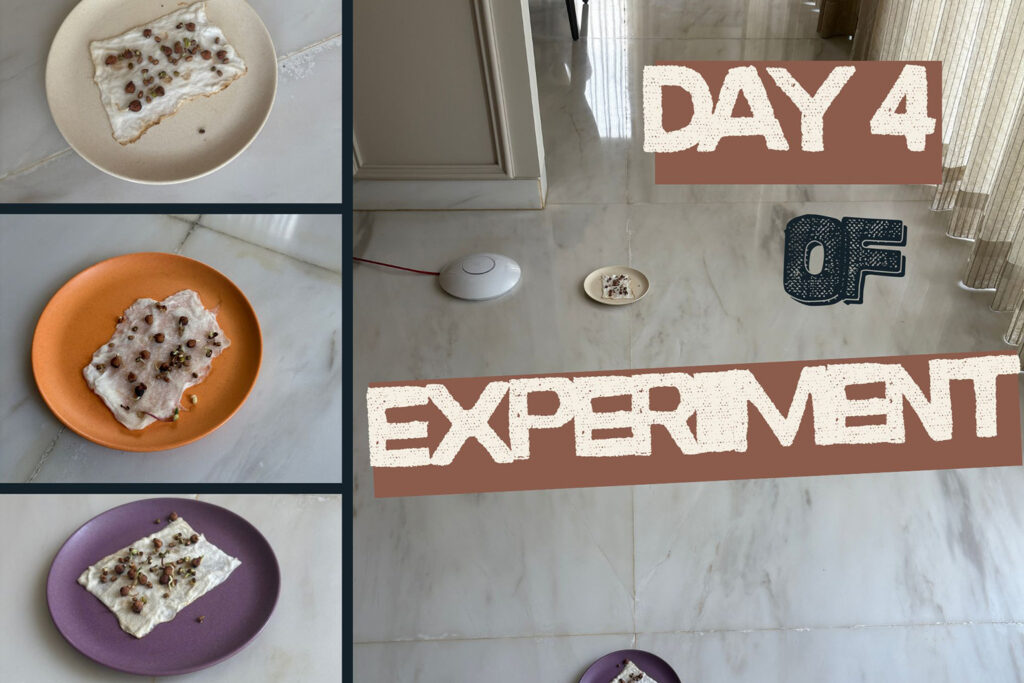 Day 4 image- EMF WiFi router experiment Day 4 results showing three colored plates with early lentil sprouting at different distances from router