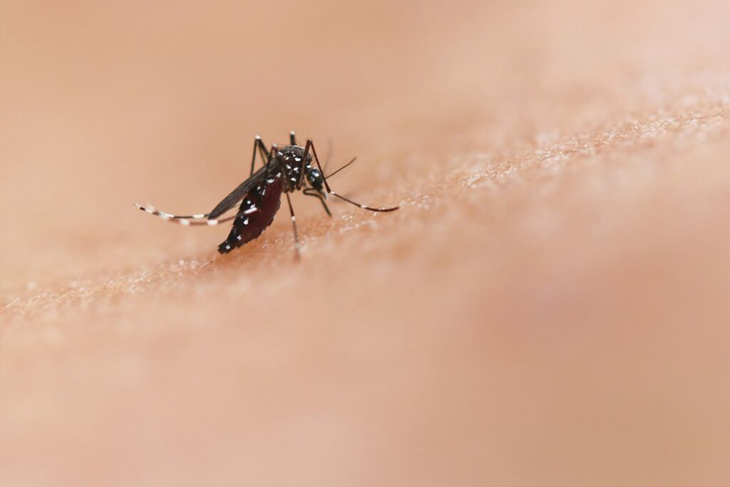 mosquito biting human skin close-up showing how mosquito bites occur