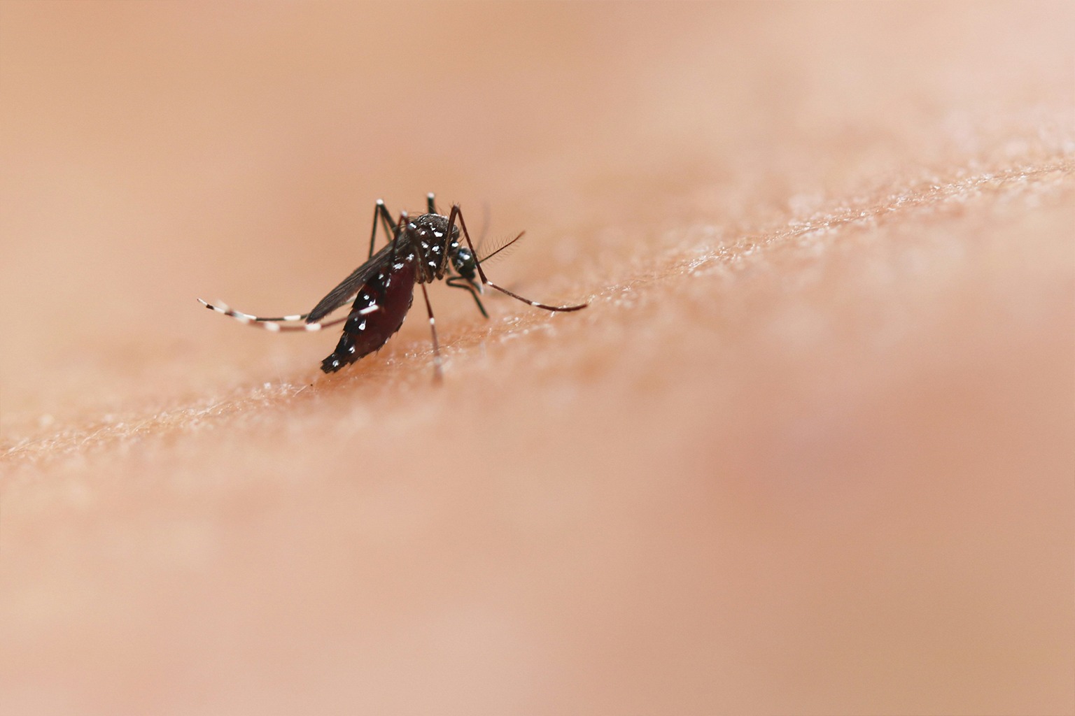 mosquito biting human skin close-up showing how mosquito bites occur