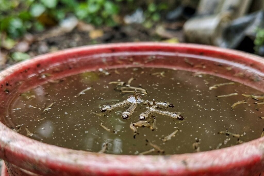 mosquito larvae breeding in stagnant water container